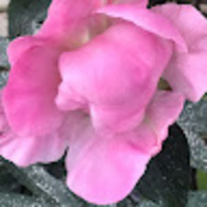 Meet your Posher, Stacy